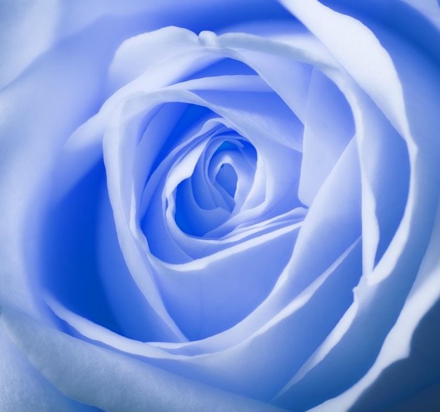 Niebieska róża Zdjęcie makro pięknej niebieskiej róży