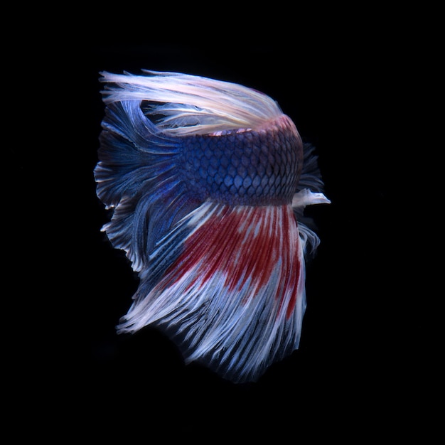 Niebieska ryba betta