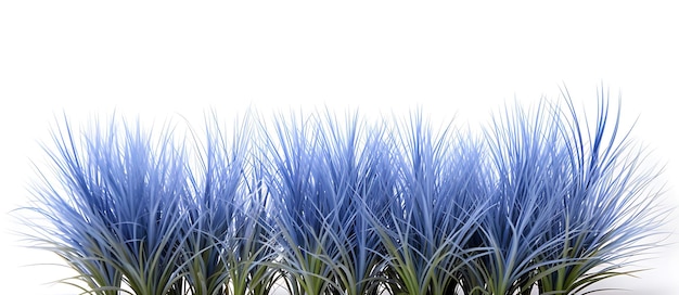 Niebieska trawa fescue izolowana na białym tle