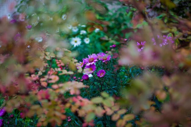 Niebieskawy Aster Tongolensis Rodzina Compositae