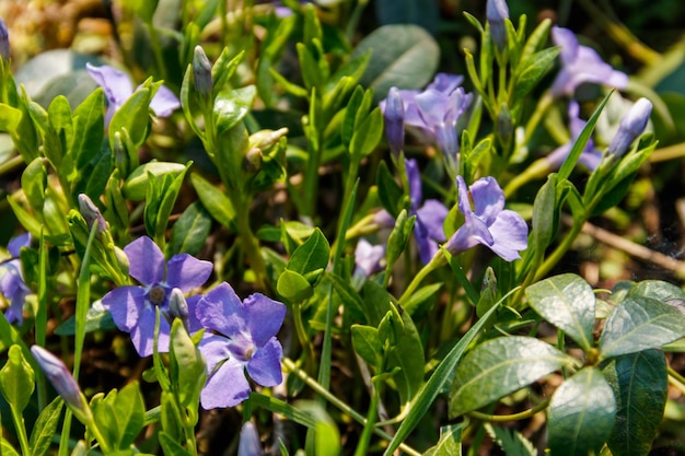 Niebieski barwinek vinca minor w ogrodzie