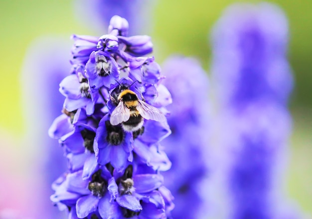 niebieski delphinium piękne kwiaty w letnim ogrodzie.