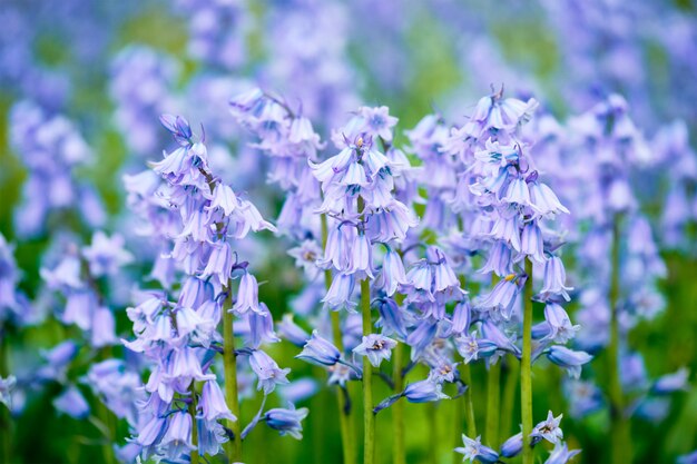 Niebieski Dzwonek Hiszpański Hyacinthoides Kwiaty Hiszpańskie Na Polu