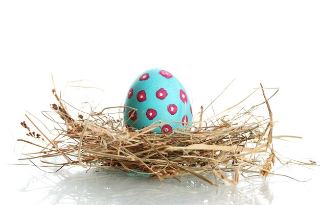 Niebieski Easter Egg w małym ptasim gnieździe odizolowywającym na bielu
