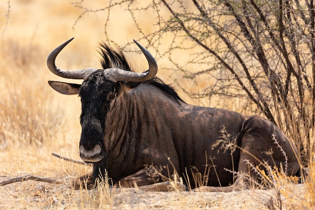 Niebieski gnu siedzi w pobliżu krzaka w Parku Narodowym Etosha w Namibii