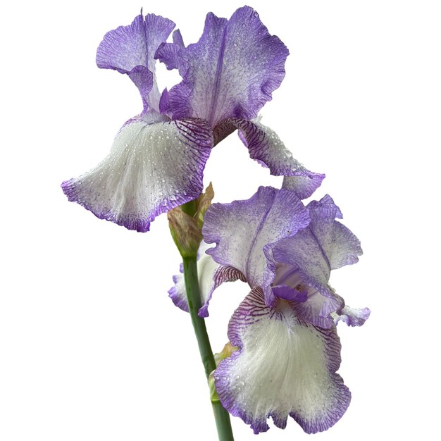 Niebieski i biały Bearded Iris białe tło