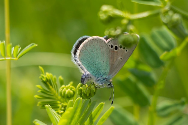 Niebieski i biały motyl na zielonej roślinie