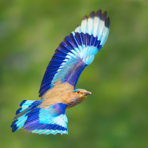 Niebieski klejnot Indian Roller