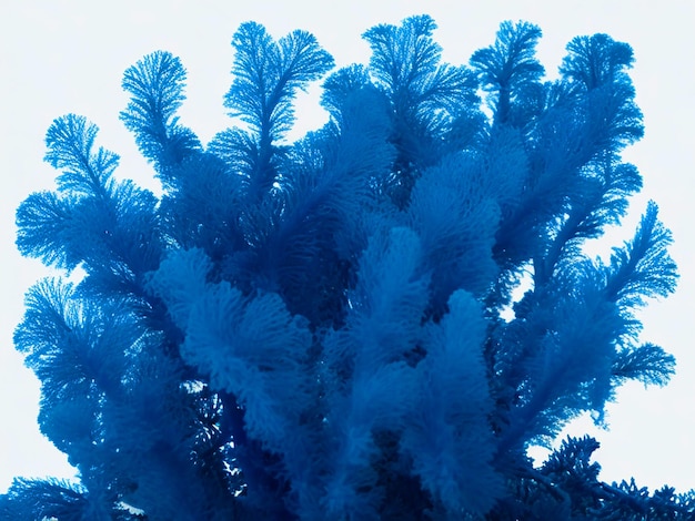 niebieski kolor oceanu wodorosty wysoko szczegółowy obraz hd
