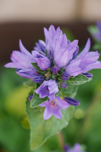 Niebieski kwiat dzwonka lub Campanula glomerata w ogrodzie latem