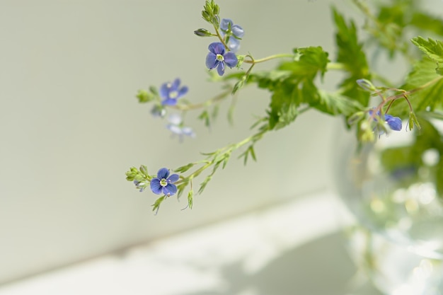 Niebieski kwiat lnu z bliska. Delikatny jasnopurpurowy Dziki kwiat w selektywnej ostrości. Fotografia makro