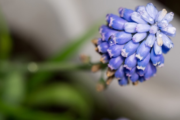 Niebieski kwiat makro