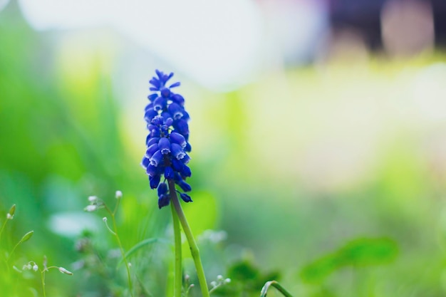 Zdjęcie niebieski kwiat w ogrodzie