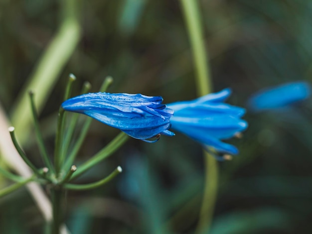 Niebieski kwiat w płytkiej głębi ostrości Lily of the Nile Agapanthus