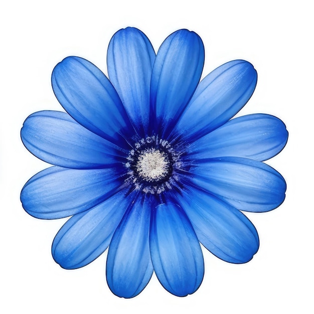 Niebieski kwiat z białym środkiem i niebieskim środkiem.