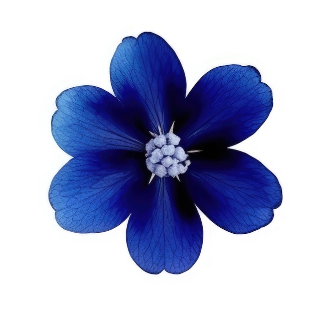 Niebieski kwiat z białym środkiem z napisem „niebieski”.