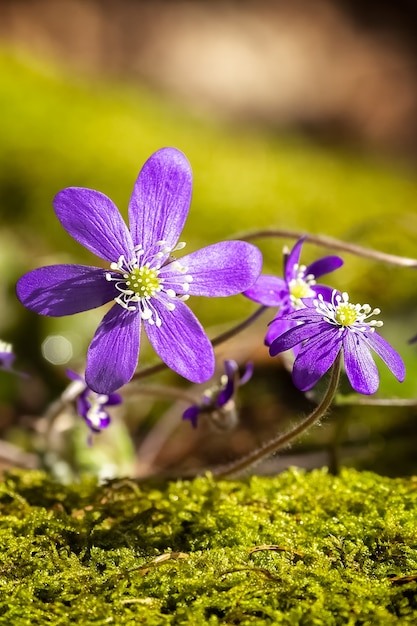 Niebieski kwiat zagajnika lub pechenocnae hepatica nobilis rosa zbliżenie wysokiej jakości zdjęcie