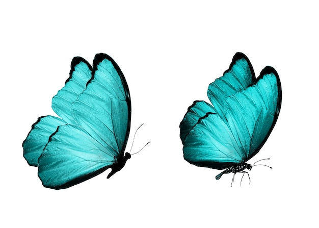 Niebieski motyl. naturalny owad. na białym tle