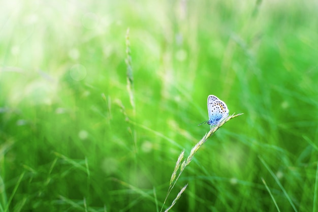 Niebieski motyl siedzi na trawie na rozmytym zielonym tle w słońcu