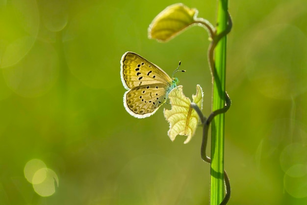 niebieski motyl