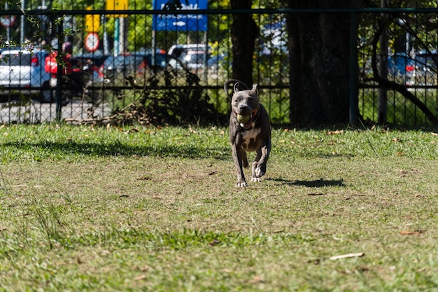 Niebieski nos Pit bull pies bawi się i bawi w parku Selektywna koncentracja Letni słoneczny dzień