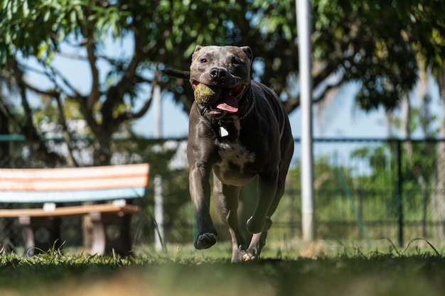 Niebieski nos Pit bull pies bawi się i bawi w parku Selektywna koncentracja Letni słoneczny dzień