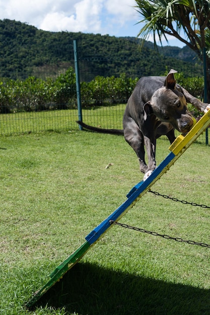 Niebieski nos Pit bull pies bawi się i bawi w parku Trawiasta podłoga Zwinność Rampa piłka Selektywne skupienie Park dla psów Słoneczny dzień