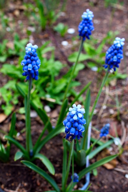 Niebieski ogród muscari ogród