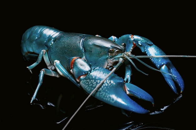 Zdjęcie niebieski raki cherax destructor, raki yabbie