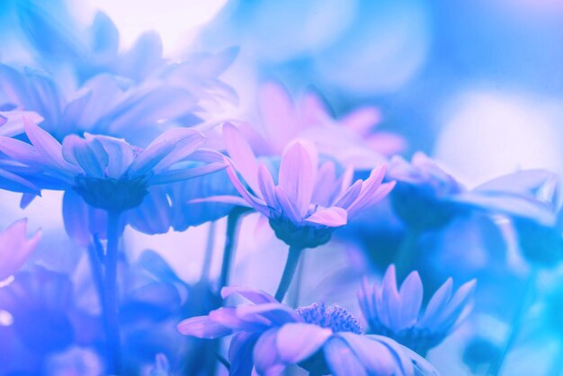 Niebieski różowy vintage kwiaty natura tło