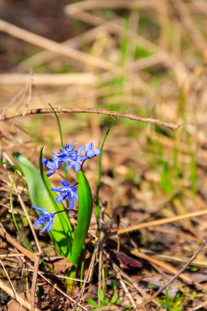 Niebieski scilla kwiat Scilla bifolia lub Squill w lesie na wiosnę