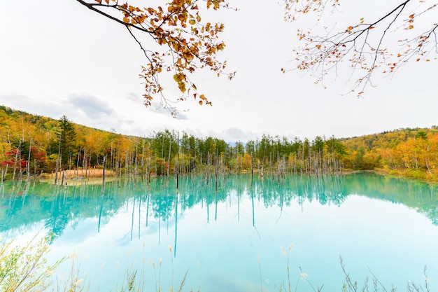 Niebieski Staw (aoiike) W Biei, Hokkaido Jesień,