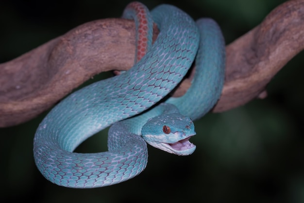 Niebieski wąż z czerwonymi oczami siedzi na gałęzi.