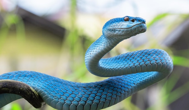 Niebieski wąż żmii w zbliżeniu i szczegółach