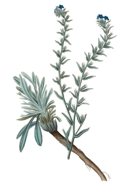 Niebieski zwykły bugloss png vintage ilustracja