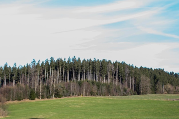 Niebieskie chmurne niebo nad łąką i zielonym lasem długi panoramiczny widok