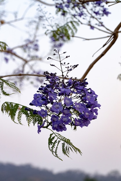 Niebieskie Drzewo Jacaranda Z Gatunku Jacaranda Mimosifolia Z Kwiatem Owoców I Selektywnym Skupieniem