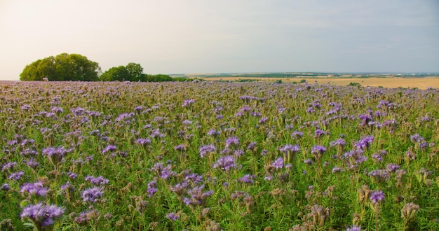 Niebieskie Fioletowe Kwiatostany Kwiatowe Pole Natura Dzikie Fioletowe Rośliny Kwitnące Ciesząc Się Kwiatową łąką