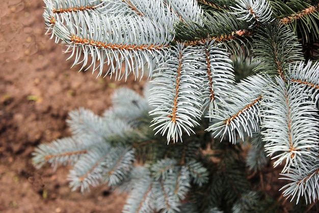 Niebieskie gałęzie świerku zamykają naturalny stan. Drzewo iglaste. Naturalne tło.