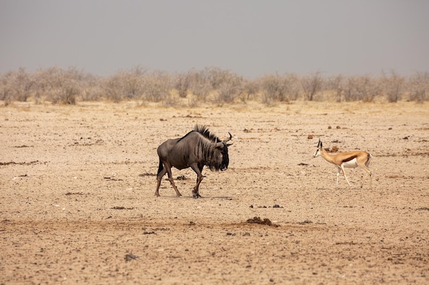 Niebieskie Gnu I Skocznia W Parku Narodowym Etosha Namibia