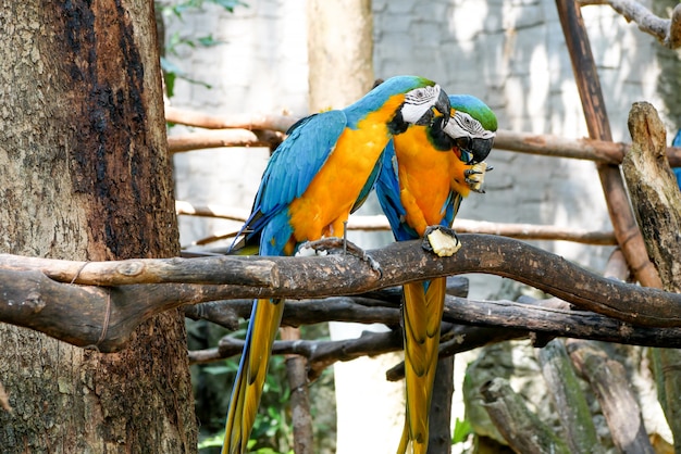 Niebieskie i żółte złoto papuga papuga piękne ptaki w zoo