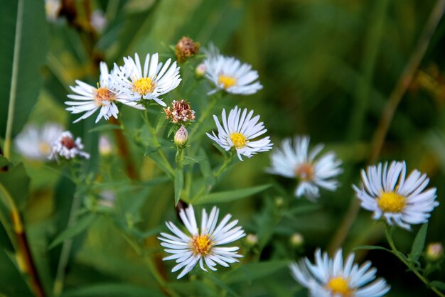 Niebieskie kwiaty Aster Tataricus kwitną w jesiennym ogrodzie