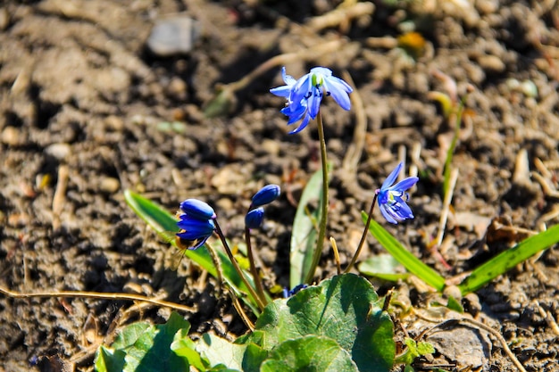 Niebieskie kwiaty cebulicy Scilla siberica lub cebulica syberyjska