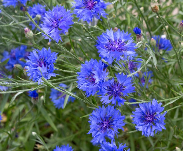 Niebieskie kwiaty chabrów w polu Niebieskie chabry na zielonym tle Niewyraźne tło natura z bokeh Kwiaty jako tło