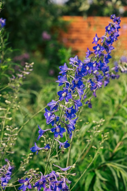 Niebieskie kwiaty delphinium kwitnące w letnim ogrodzie z nieostrością i rozmytym tłem