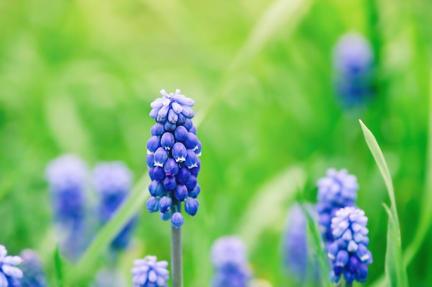 Niebieskie kwiaty kwitnące w ogrodzie Selektywne skupienie makro Muscari wiosenny kwiat szafirek