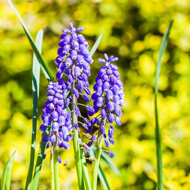 Niebieskie kwiaty Muscari armeniacum lub Hiacynt winogronowy na żółtym tle