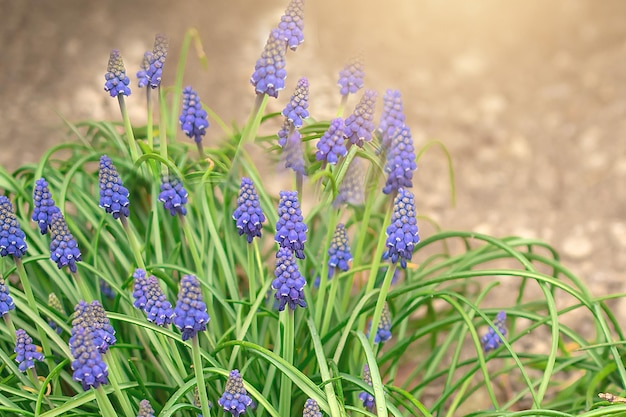 Niebieskie kwiaty Muscari z bliska Grupa hiacyntowych kwitnących wiosną zbliżenie z selektywnym fokusem