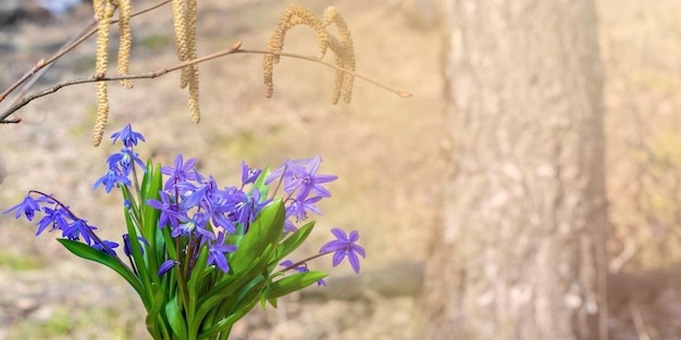 Niebieskie kwiaty przebiśnieguScilla w lesie Sztandar wiosennyTone