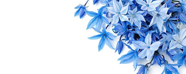niebieskie kwiaty tło HD 8K tapeta Zdjęcie fotograficzne